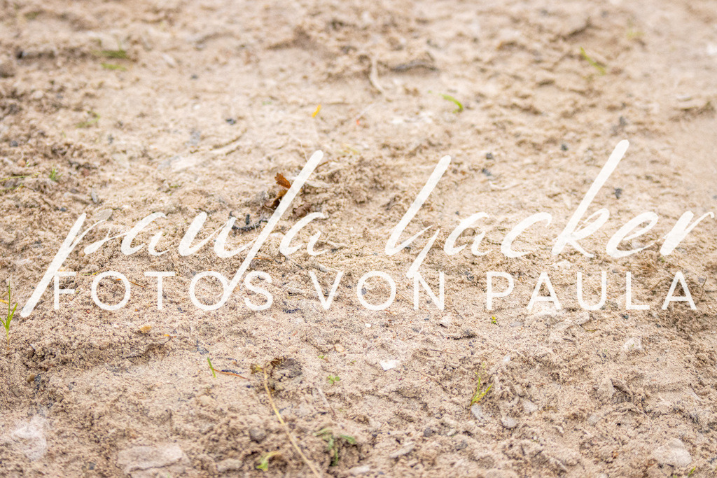 IMG_2648 | Erleben Sie dynamische Sport- und emotionale Tierfotografie in Süddeutschland mit Fotos von Paula. Spezialisiert auf Pferde- und Hundefotografie sowie Sportevents. Kontaktieren Sie mich für einzigartige und ausdrucksstarke Bilder Ihrer besonderen Momente. - Realisiert mit Pictrs.com