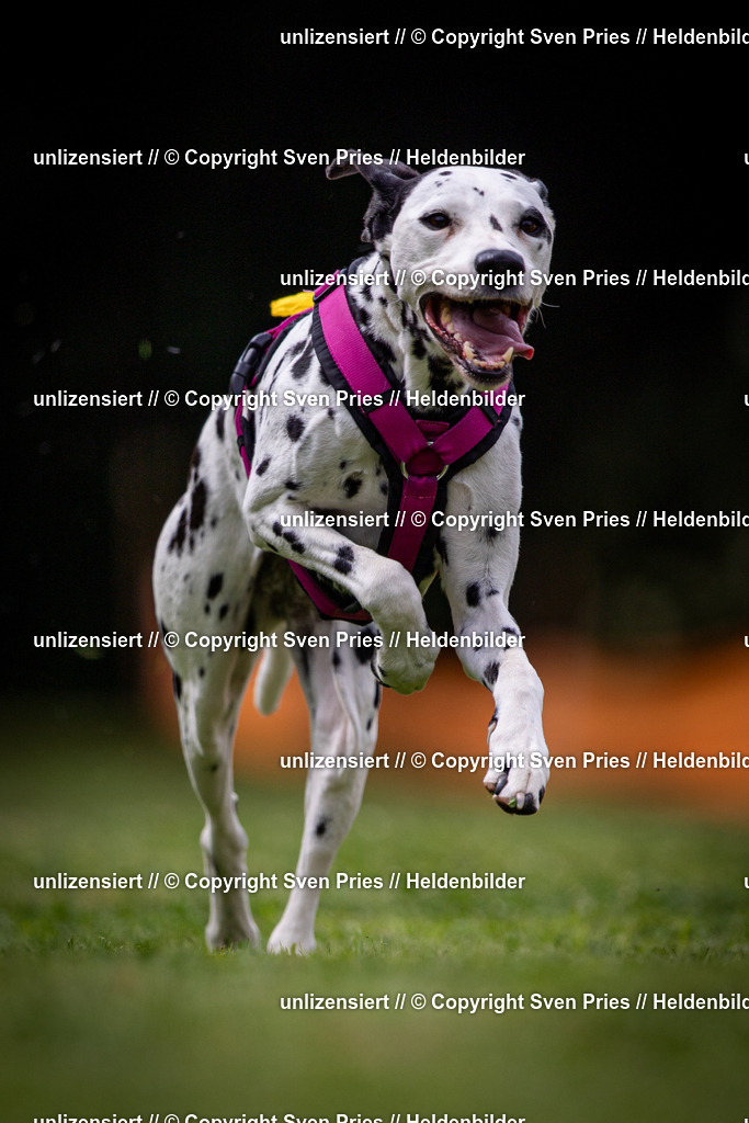 Sven Pries | 19. Allgemeines Hunderennen Karlsruhe Durlach - Realisiert mit Pictrs.com