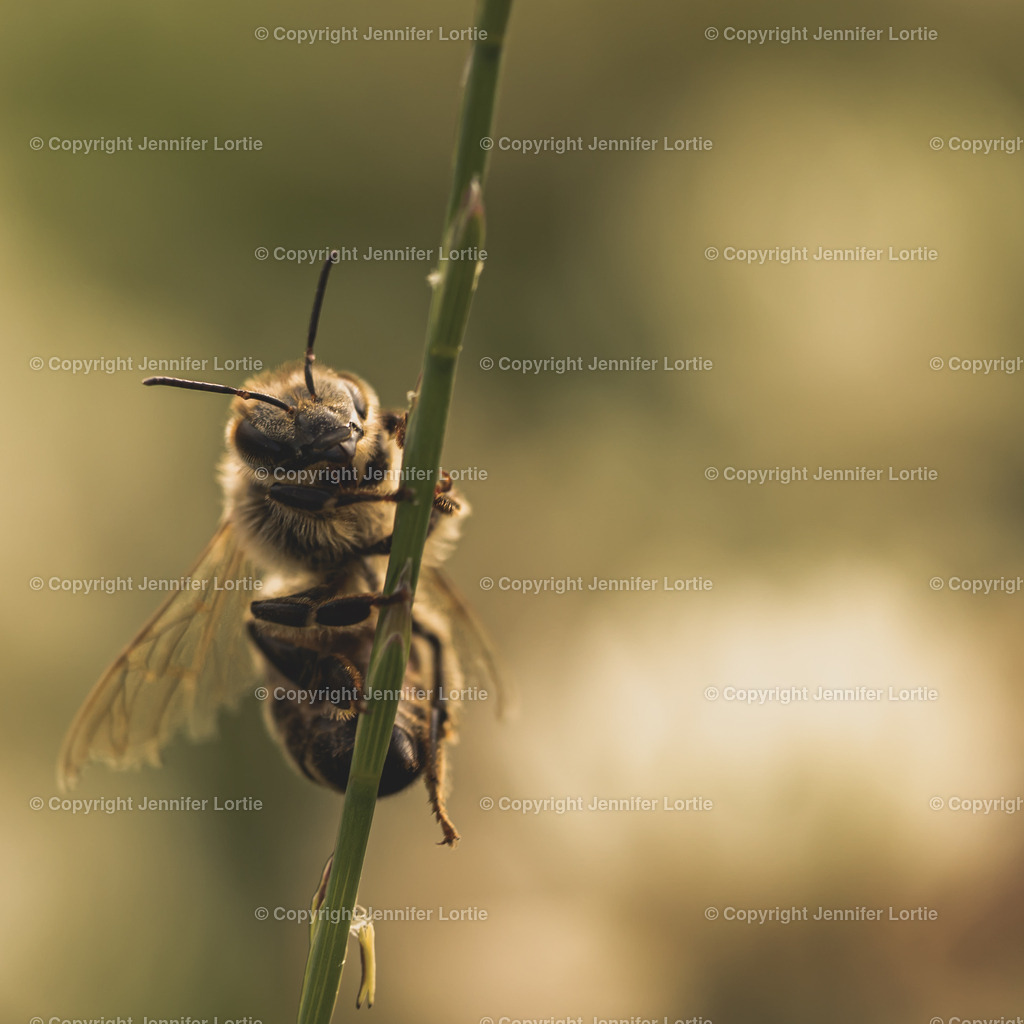 Honigbiene an Grashalm | Kreative Naturaufnahmen als hochwertige Druckprodukte kaufen. - Realisiert mit Pictrs.com