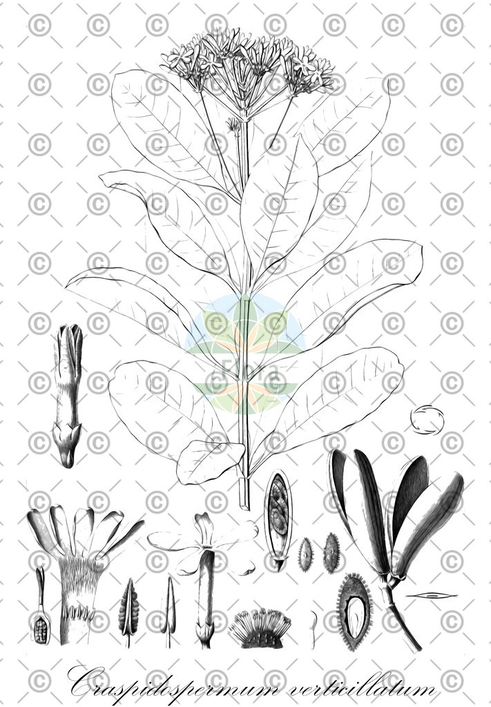 HistAbb_wfo-0000030843_1_ENZY_Simple | Historische Abbildung von Craspidospermum verticillatum - Apocynaceae | Historical Illustration of Craspidospermum verticillatum - Apocynaceae