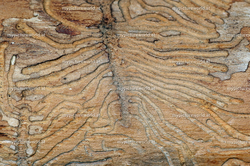 Leperisinus varius-003 | Das Bilderarchiv über Tiere, Planzen und Landschaften. In der Bilddatenbank finden Sie ein große Auswahl an hochwertigen Bilder für Ihre Werbung - Realisiert mit Pictrs.com