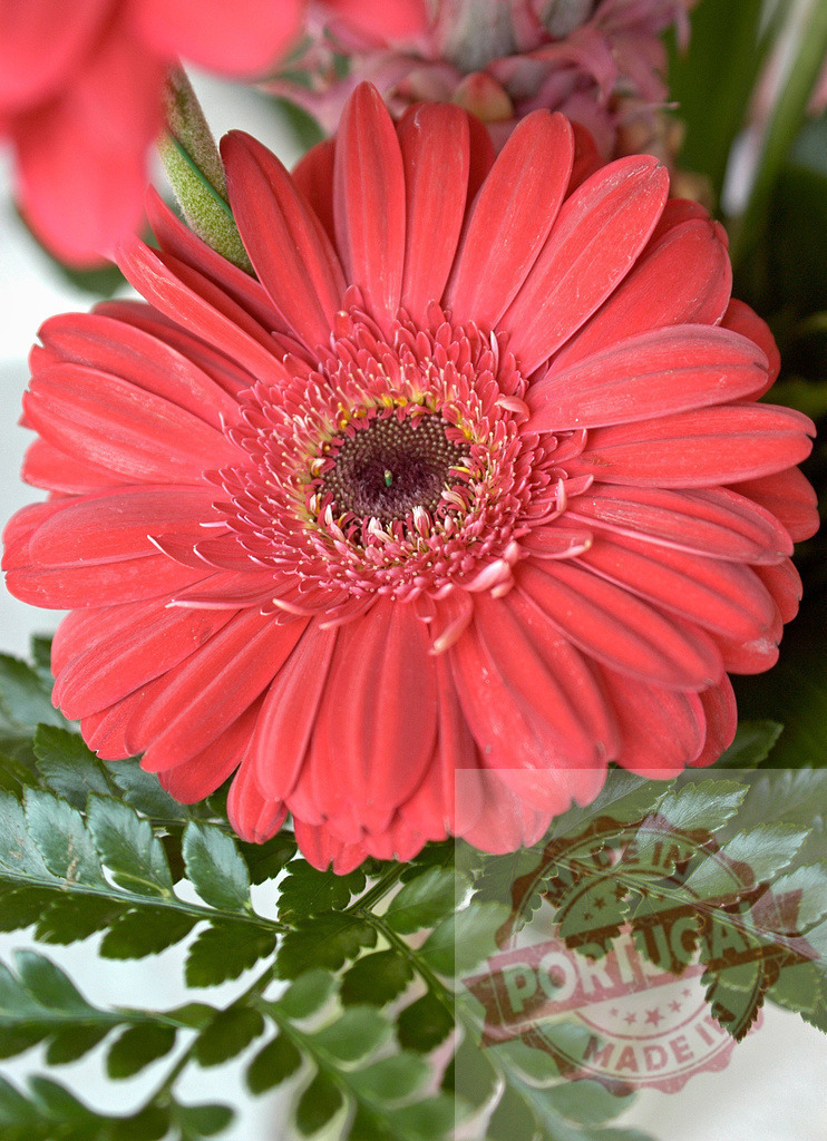 Red gerbera flower blooming near green leaves | Red gerbera flower blooming near green leaves, close-up of beautiful blossom - Realized with Pictrs.com