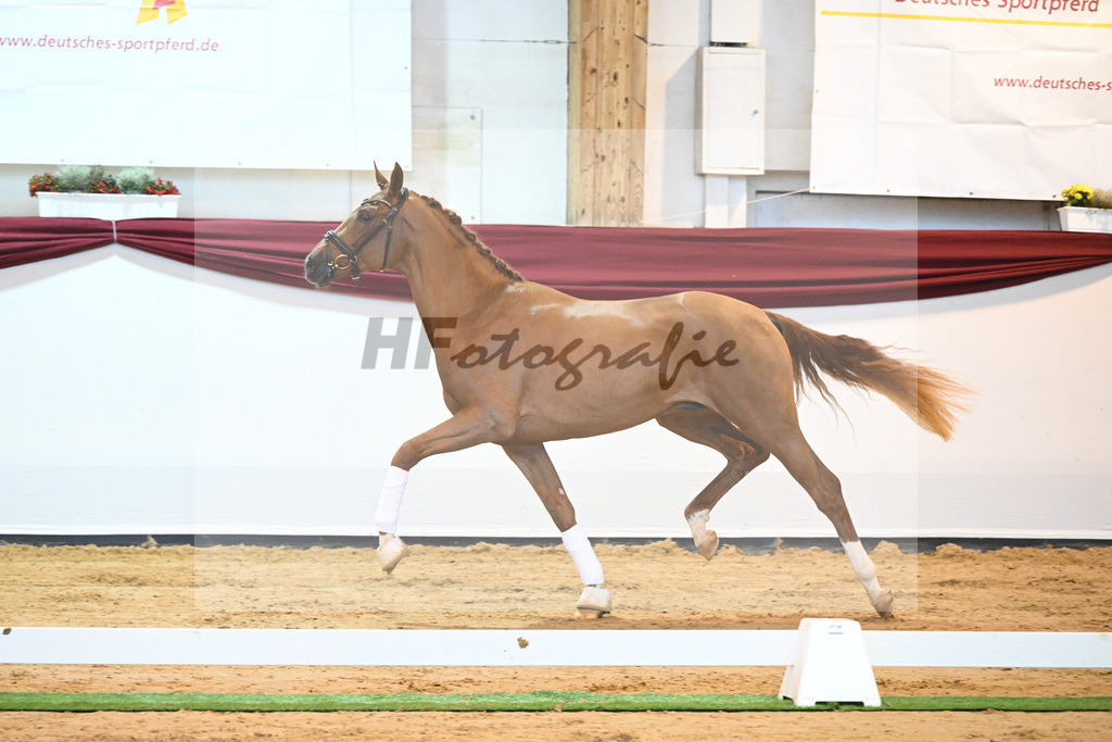 Kat-Nr. 57 v. Vivaldos_Regele_66222141 | hf-fotografie - Realisiert mit Pictrs.com