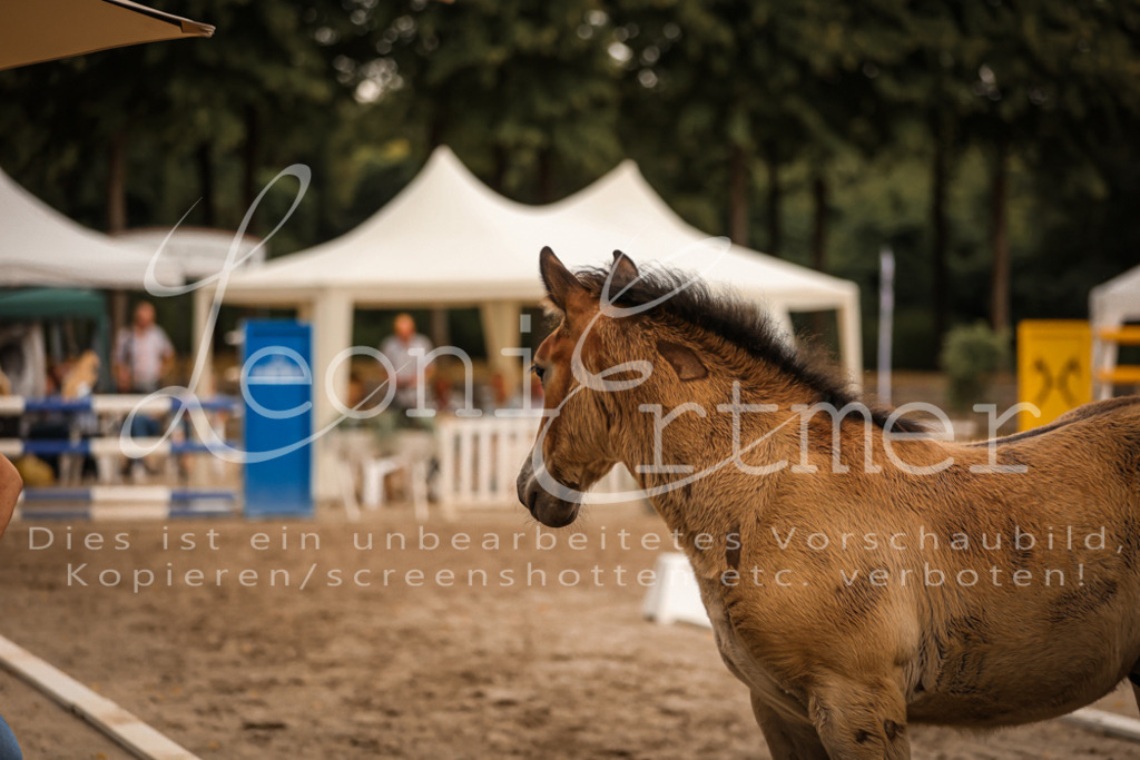 SaHF00069 | Leoni Ertmer Photography - Realisiert mit Pictrs.com