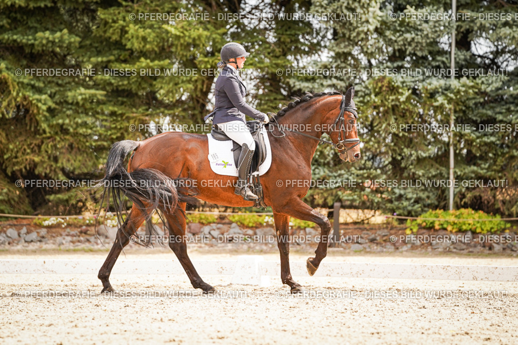 DSC01698 | Pferdegrafie