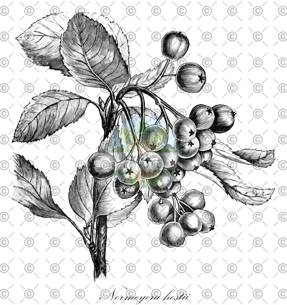 HistAbb_wfo-0000252076_1_ENZY_Simple | Historische Abbildung von Normeyera hostii - Rosaceae | Historical Illustration of Normeyera hostii - Rosaceae