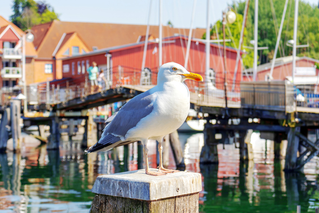 Leinwand: Maritime Stille – Möwe am Ostseehafen | Dieses Wandbild zeigt eine Möwe am Ostseehafen in Nahaufnahme. Im Hintergrund verschwimmen Segelboote, rote Holzhäuser und eine Fußgängerbrücke in sanfter Unschärfe – die Kulisse eines sonnigen Tages am Wasser. Die klare Darstellung des Vogels vor maritimer Umgebung schafft ein Gefühl von Freiheit und Gelassenheit – ein Bild, das Ruhe und Lebendigkeit zugleich ausstrahlt. Ideal für Räume, die Natürlichkeit, maritime Leichtigkeit und die stille Präsenz der Küste verkörpern sollen. - Realisiert mit Pictrs.com