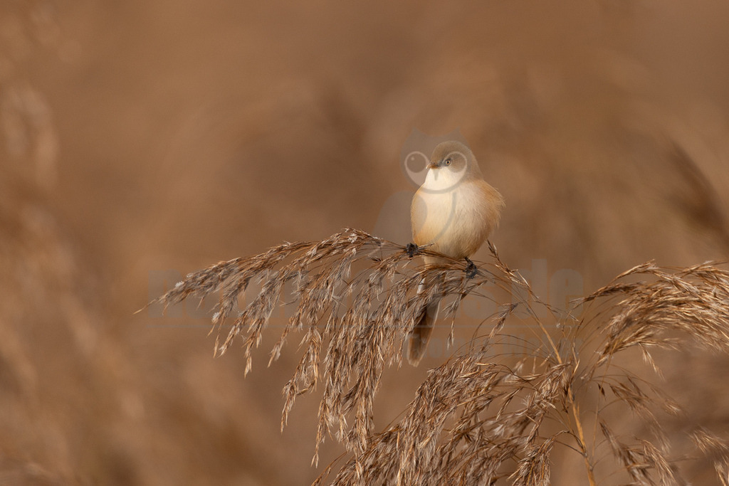 R5NF9815_20241017 | Das Bild zeigt eine Bartmeise (Panurus biarmicus), die auf einem Schilfhalm sitzt. Der kleine, rundliche Vogel mit seinem hellbraunen Gefieder und dem charakteristischen langen Schwanz wirkt friedlich und aufmerksam. Die Interaktion beschränkt sich auf das Sitzen auf dem Schilf, was typisch für diese Vogelart ist, die sich in Schilfgebieten aufhält. - Realisiert mit Pictrs.com