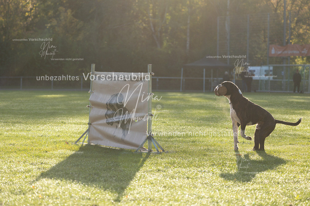 _16A6107 | Einzigartige Fotos von Hunden & Menschen –Actionfotos, Portraits, Vereinsaufnahmen & Paarshootings – authentisch, lebendig & mit Herz.