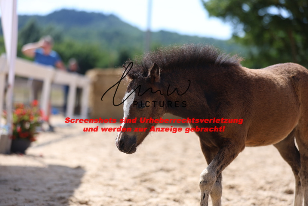 Fohlenschau_Schwäbisch_Hall_Ponys_KN 49_8 | lmwpictures - Realisiert mit Pictrs.com