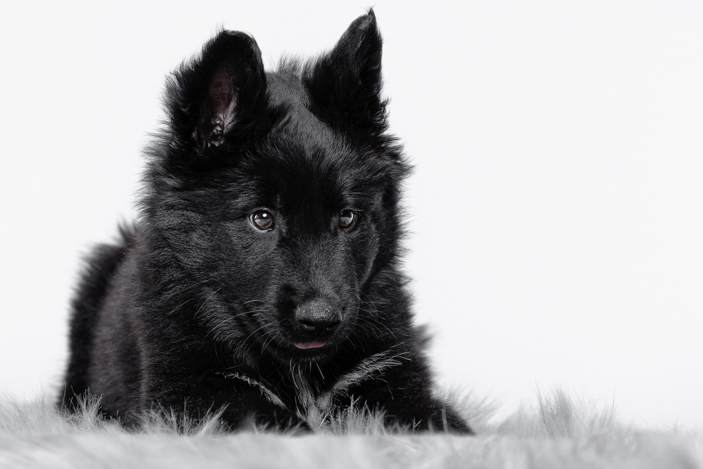 Welpen Hundeshooting | Welpen Fotografie und Hundeshooting, Bremen Blumenthal und um zu.