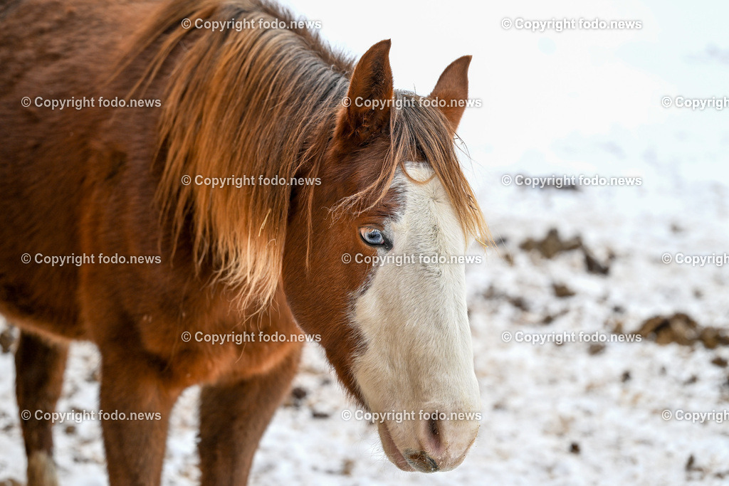 Slowakei_ Durcina_ Ranch Simba_ 06.01.2026-57 | 06.01.2026, Rajec, SVK, Themenbild, Pferde, im Bild Pferd, Pferde, Stute, Hengst, Fohlen, Quarter Horse, Ranch, Weide, Hof, Wiese, Stall, Nutztier, Tier, Winter, Schnee