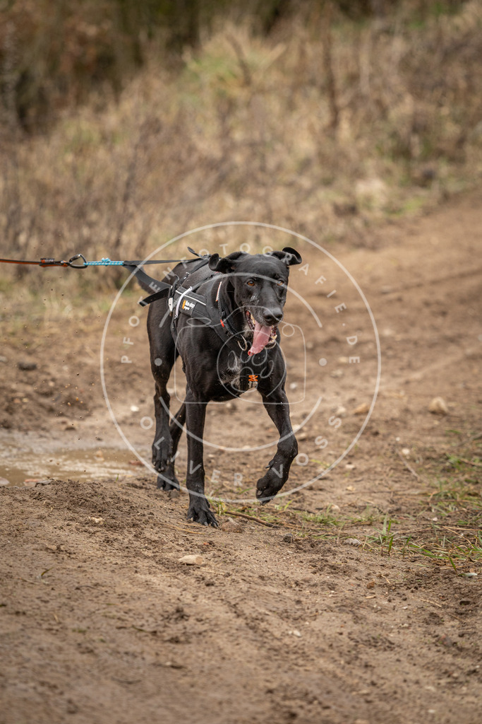 DV3A3091 | Hundefotografie, Tierfotograf, Pfotenfotografie, Fotoshooting Hund, Hunde Portrait, Hundesport, Hundeportraits, Heideshooting, Hunde, Sportfotograf, Hundefotograf, Turnierhundsport, THS,  - Realisiert mit Pictrs.com