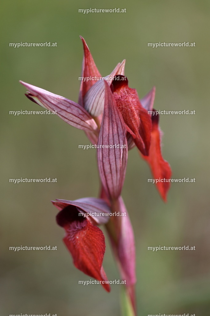 Istrischer Zungenstendel-015 | Das Bilderarchiv über Tiere, Planzen und Landschaften. In der Bilddatenbank finden Sie ein große Auswahl an hochwertigen Bilder für Ihre Werbung - Realisiert mit Pictrs.com