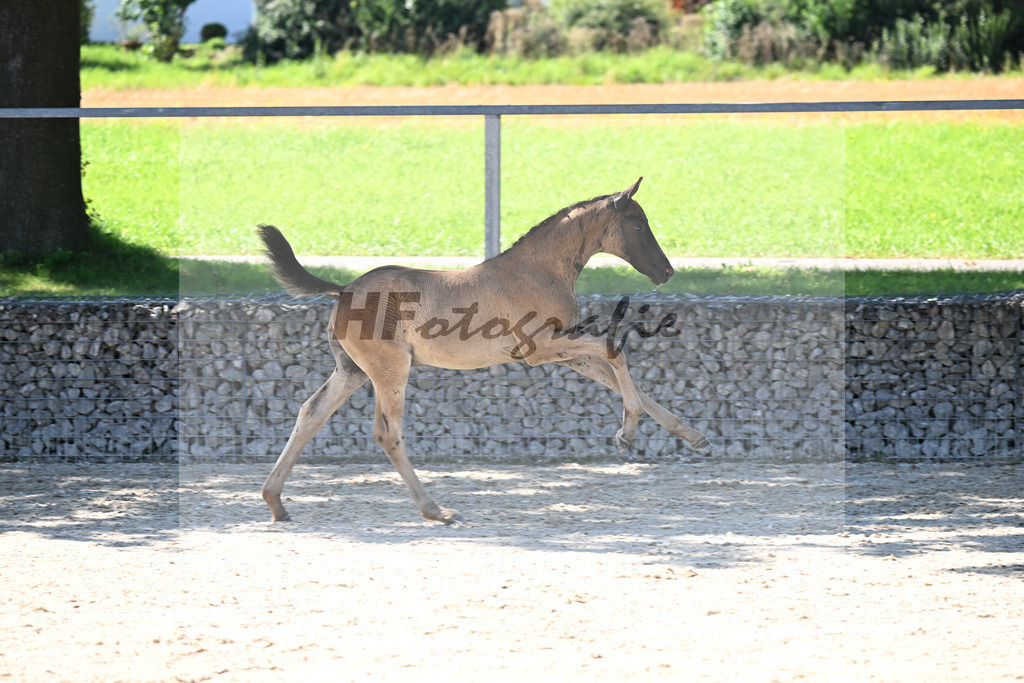 Kat-Nr. 12 Cadeau Noir x Royal Classic_HF_Lechner_26250150 | hf-fotografie - Realisiert mit Pictrs.com