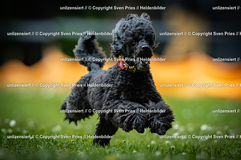 Sven Pries | 2025-05-29 - Pudelrennen KA-Durlach - Realisiert mit Pictrs.com