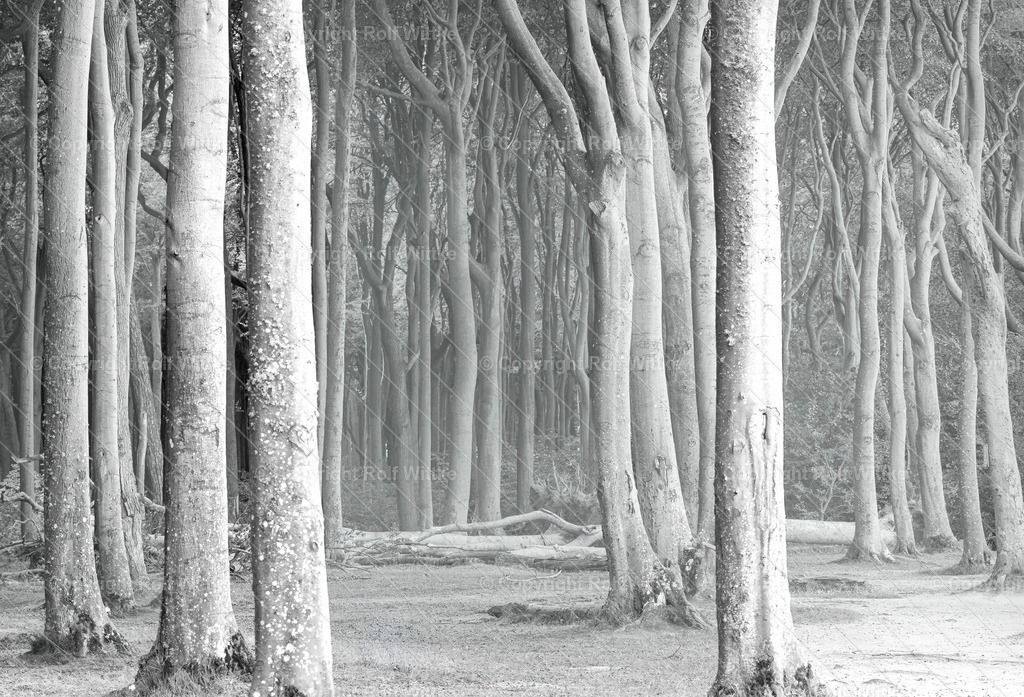 gespensterwald3.3 | Rolf Wittke  - Realisiert mit Pictrs.com