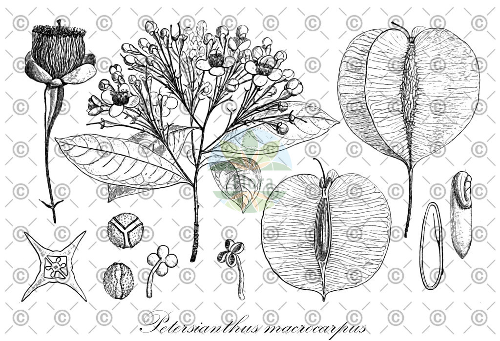 HistAbb_wfo-0000481950_2_ENZY_Simple | Historische Abbildung von Petersianthus macrocarpus - Lecythidaceae | Historical Illustration of Petersianthus macrocarpus - Lecythidaceae