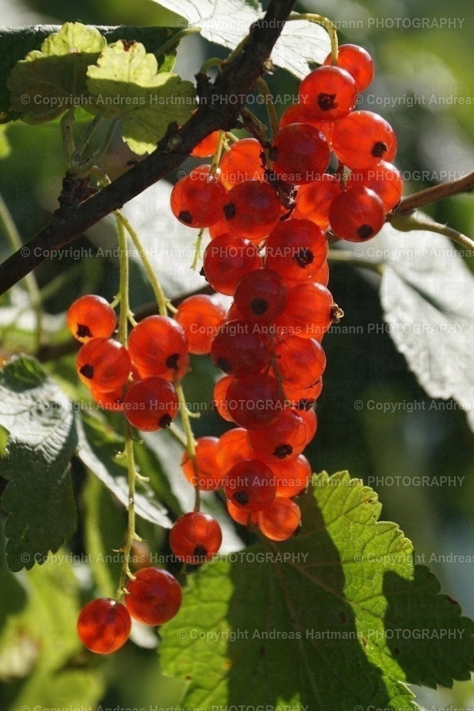 Rote Johannisbeeren | Rote Johannisbeeren - Realisiert mit Pictrs.com