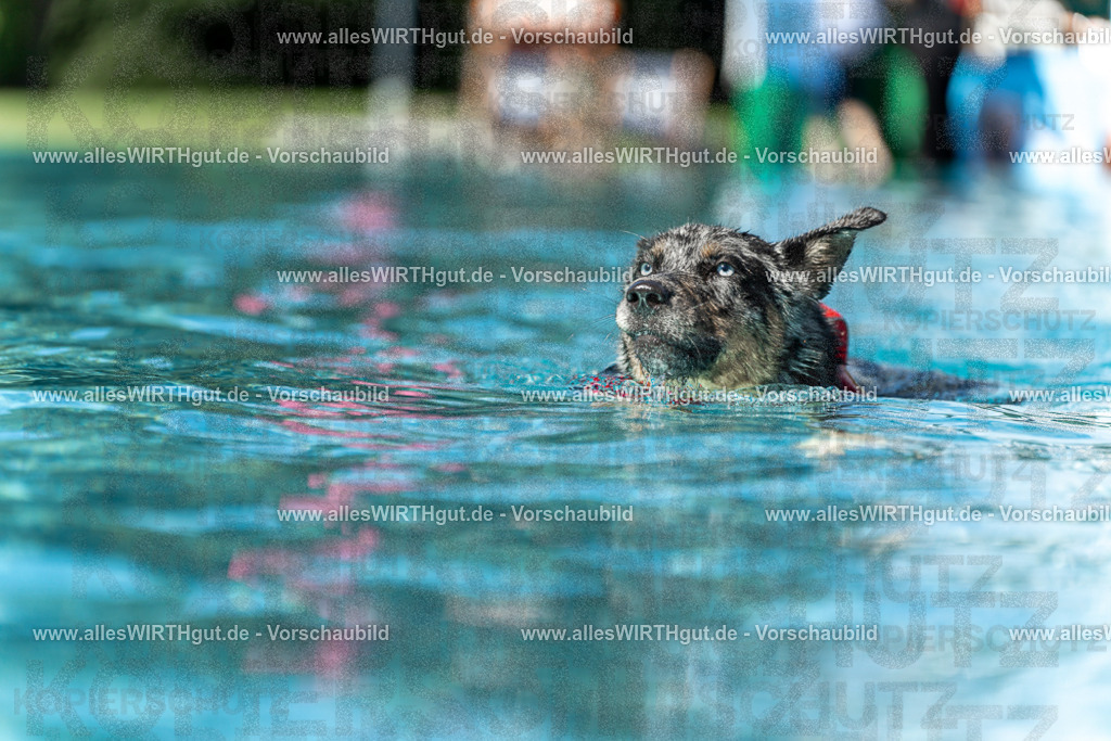 Hundeschwimmen_Volksbad_2026-allesWIRTHgut_Tierfotografie-2609061206-111610-7R500171 | Professionelle Tierfotografie in Mönchengladbach von Daniel Wirth (allesWIRTHgut). Liebevolle & natürliche Bilder von Hunden & Katzen für unvergessliche Erinnerungen.