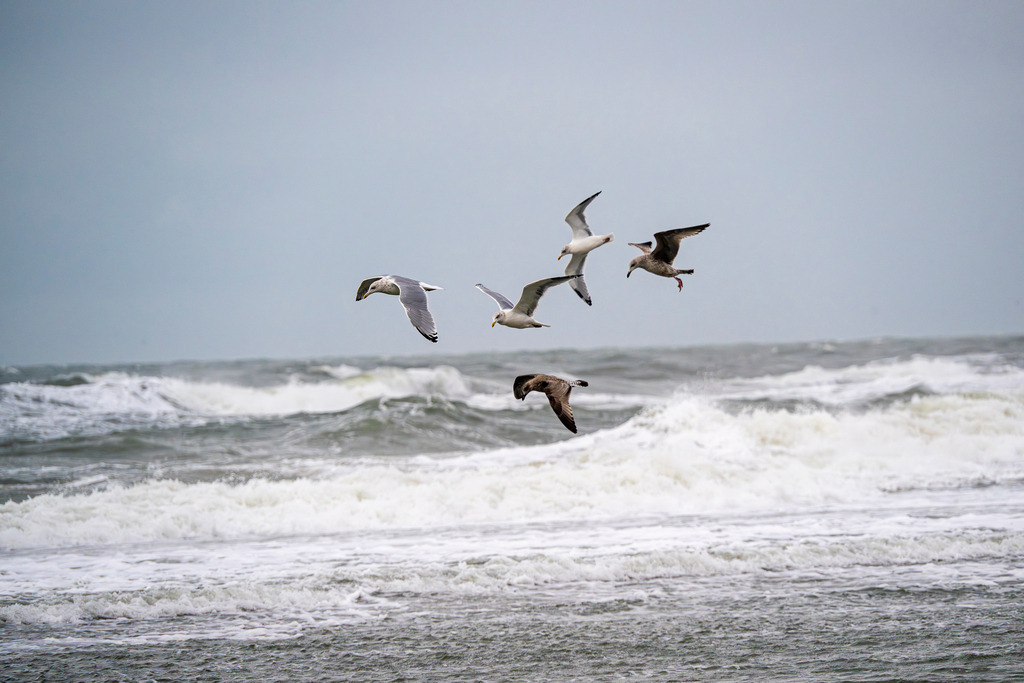251029_Texel_3847_mr | Entdecke exklusive Fotografie im muebri Shop: Stimmungsvolle Motive  Naturaufnahmen und mehr. Jetzt hochwertige Wandbilder und Fotoabzüge online kaufen! - Realisiert mit Pictrs.com