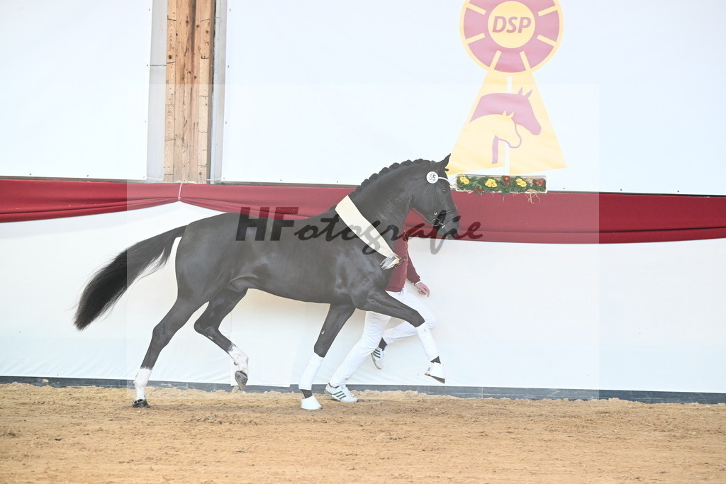 Kat.-Nr. 65 v. Springbank II VH_Reichert_2242860 | hf-fotografie - Realisiert mit Pictrs.com