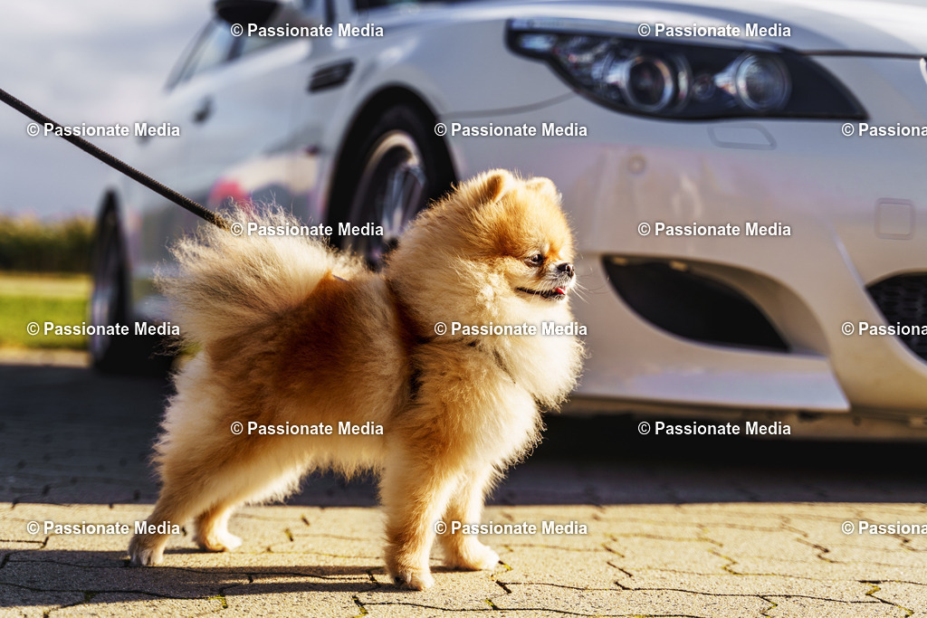 _DSC6698 | Passionate Media, dein Fotograf aus Brandenburg, Märkisch Oderland, im Bereich Motorsport, Autos und Motorräder sowie Events und auch Hunde. Shootings oder auch Eventbegleitungen können bei mir gebucht we