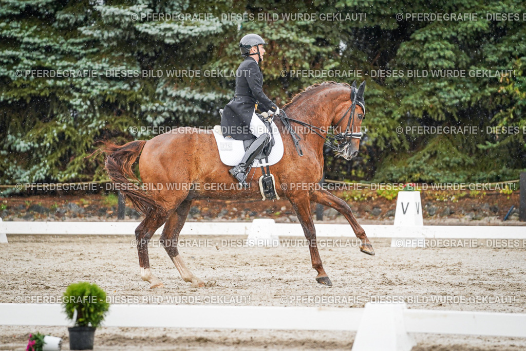 DSC09141 | Pferdegrafie