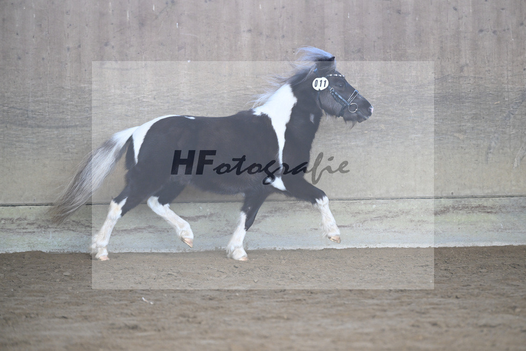 Kat-Nr. 11 SDH Bowies Painted Silver v. Rose Dancing Toreador_Gossing_49250412 | hf-fotografie - Realisiert mit Pictrs.com