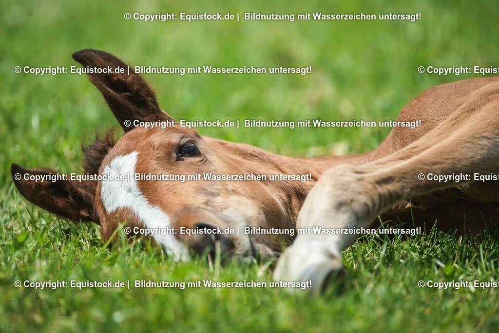 20210617_Fohlen_0296 | Foto: Thomas Hartig