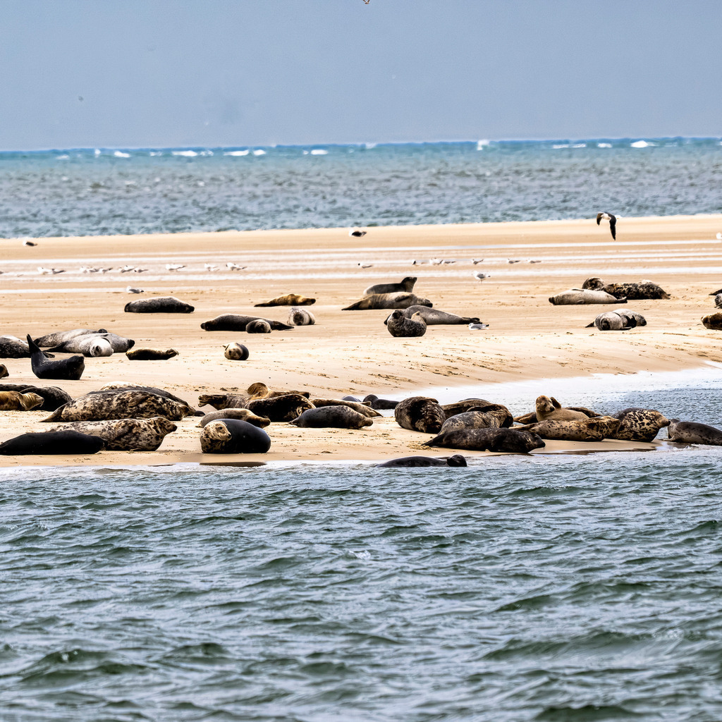 Seehunde und Kegelrobben auf einer Sandbank vor Texel: Naturerlebnis im Wattenmeer | Eine große Gruppe von Seehunden und Kegelrobben ruht auf einer freiliegenden Sandbank im Wattenmeer vor der niederländischen Nordseeinsel Texel. Die Meeressäuger nutzen die geschützte Sandbank zur Rast und Erholung mitten im Küstengewässer unter bedecktem Himmel. Hervorragend geeignet für redaktionelle Beiträge über die Heimische Tierwelt, Artenschutz, Nationalpark Wattenmeer, Sanfttourismus und Naturerlebnisse an der Nordsee. - Realisiert mit Pictrs.com