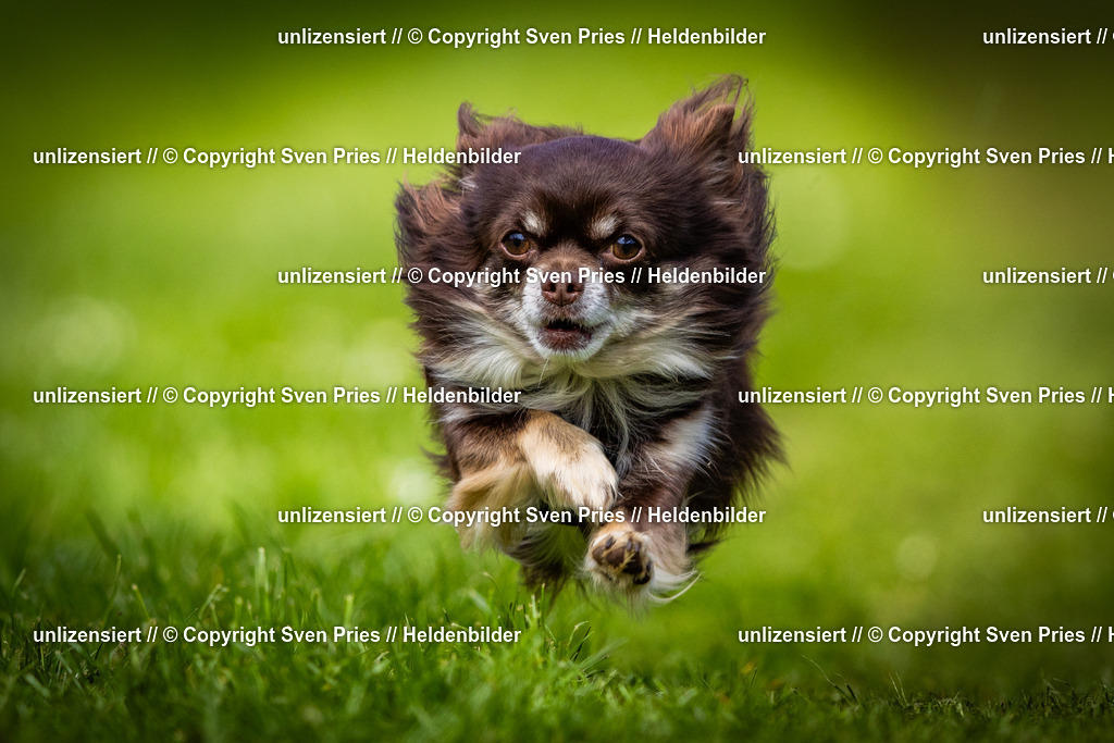 Sven Pries | 2025-04-13 - Hunderennen Baden-Baden - Realisiert mit Pictrs.com