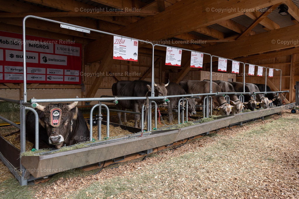 Schwingen -  ESAF Freitag Festumzug 2025 | Mollis, 29.8.25, Schwingen - ESAF Freitag Festumzug.