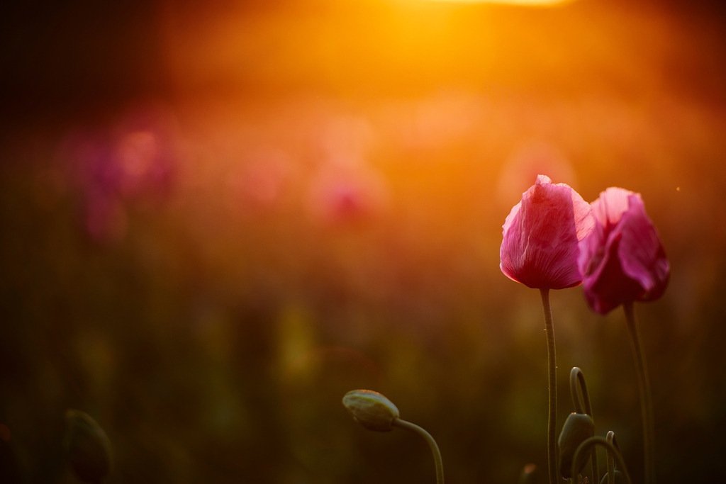 Schlafmohnfeld im Gegenlicht | Rohrbrunn, Austria - May 26, 2017: Schlafmohnfeld im Gegenlicht. - Realisiert mit Pictrs.com