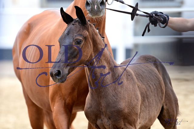 58 DE433330553023 FRE Vision - Quaterback - De Niro_DSC_7282 Kopie | <meta name="description" content="★Offizieller Merchandise und Foto-/Videostore des Oldenburger Verbandes.★ ✅Jetzt auch digital Ausdrucke erhältlich." />
<meta name="keywords" content="Merchandise Foto-/Videostore Oldenburger Verband Photographie 