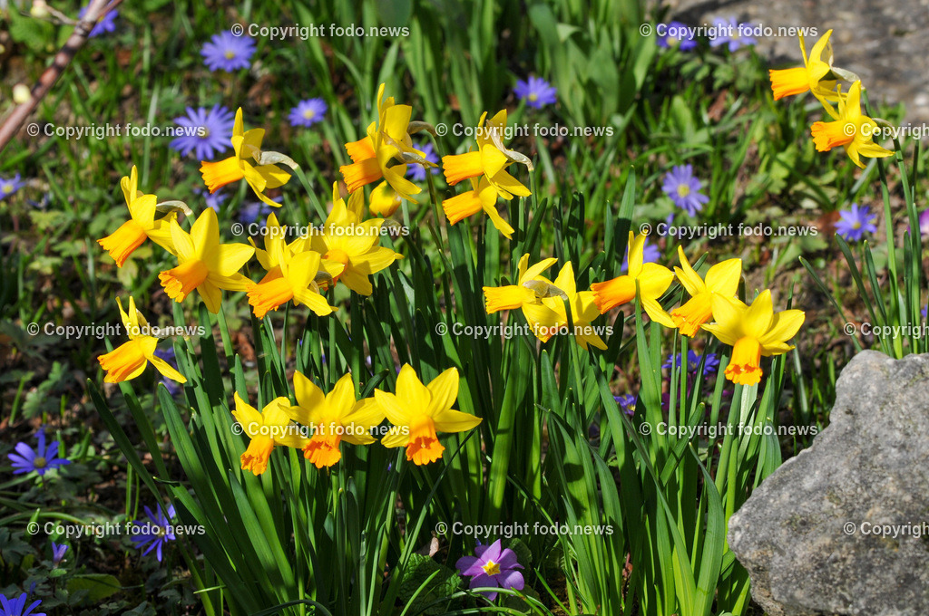 Frühling_ Blumen_ Frühlingsboten_ 28.03.2022-6 | 28.03.2022, Linz, AUT, Fruehling, Blumen, Fruehlingsboten, im Bild Narzissen