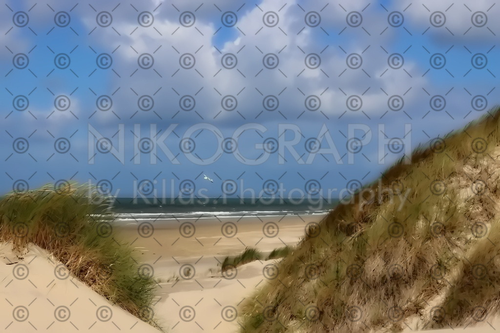 Strand von Ameland | Die Dünenlandschaft am Strand der Nordseeinsel Ameland. Das Dünengras bedeckt die Sandhügel, während eine Möwe über dem Strand ihre Kreise zieht. Bestellen Sie ein Ameland-Bild direkt als Leinwandbild für Ihr Wohnzimmer, als Acrylglasbild für Ihre Küche oder als Alu-Dibond-Bild für Ihre Aussenwand. Wie wäre es mit einem Puzzle oder einem Glasschneidebrett mit einem Photomotiv aus Ameland?