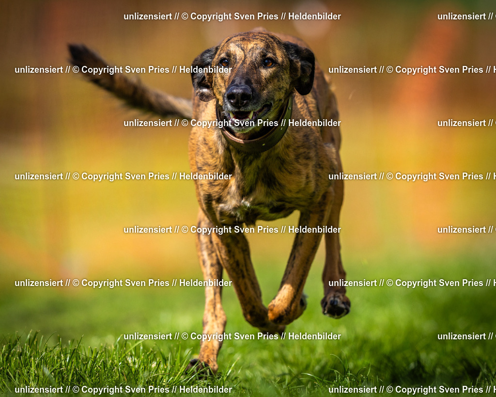 Sven Pries | 2025-04-13 - Hunderennen Baden-Baden - Realisiert mit Pictrs.com