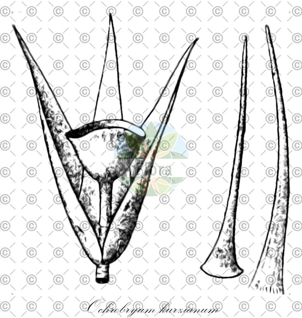 HistAbb_wfo-0000390582_2_ENZY_Simple | Historische Abbildung von Ochrobryum kurzianum - Leucobryaceae | Historical Illustration of Ochrobryum kurzianum - Leucobryaceae