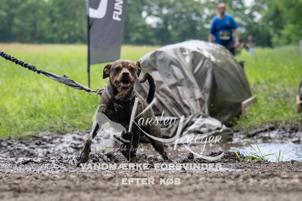 1114_ZZ91982 | kk-dogfotos