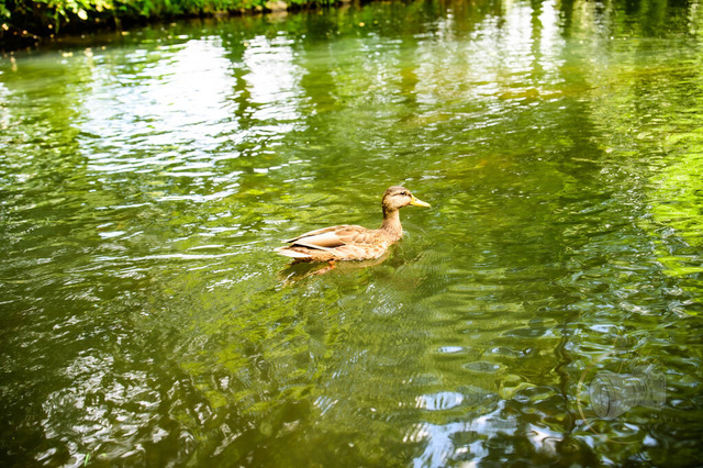 _DSC2491 | Shop für Prints Landschaftsfotografie Sächsische Schweiz Naturfotografie in Thüringen Fotos vom Findlingspark Nochten Kloster Sankt Marienstern Bilder Festung Königstein PanoramaRhododendronpark Kromlau FotogalerSchleswig-Holstein Küstenlandschaften