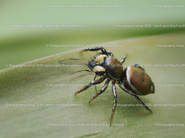Spinne auf Beutefang | Spinnen, Spiders, Spinne, Spider, Les araignées - Realisiert mit Pictrs.com