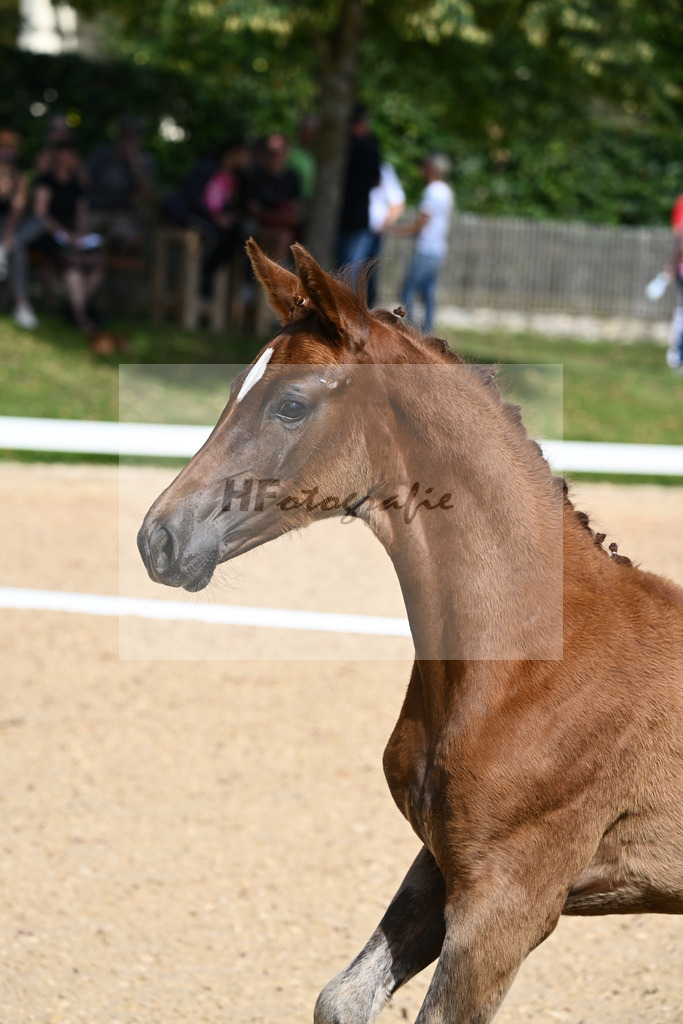 Kat-Nr. 6 SF DSP Va Bene x Millennium_Gebler_27230143 | hf-fotografie - Realisiert mit Pictrs.com