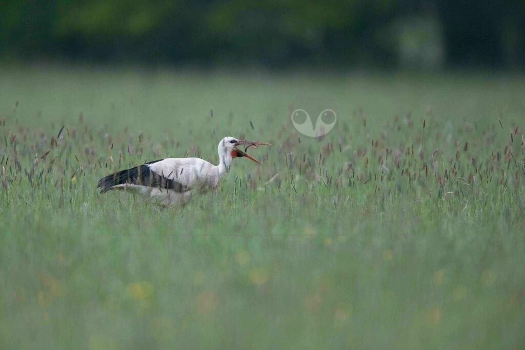 20170514075021-2 | Der Weißstorch, auch Klapperstorch genannt, ist eine Vogelart aus der Familie der Störche. Er war 1984 und 1994 in Deutschland Vogel des Jahres. - Realisiert mit Pictrs.com