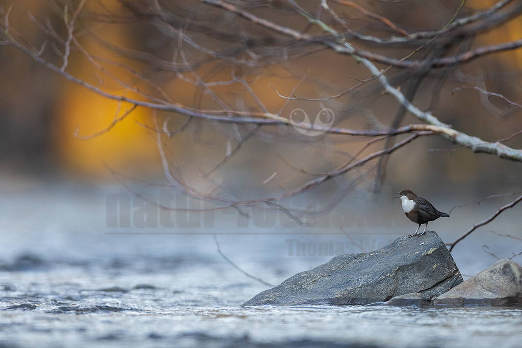 20220319074440-2 | Die Wasseramsel oder Eurasische Wasseramsel ist die einzige auch in Mitteleuropa vorkommende Vertreterin der Familie der Wasseramseln. Der etwa starengroße, rundlich wirkende Singvogel ist eng an das Leben entlang schnellfließender, klarer Gewässer gebunden. - Realisiert mit Pictrs.com