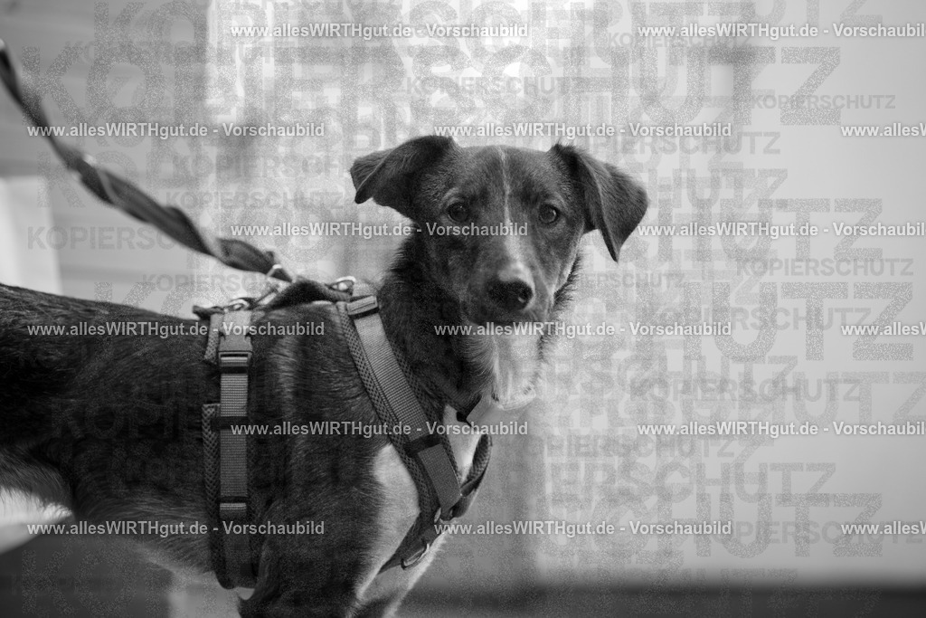 7R508299 | Professionelle Tierfotografie in Mönchengladbach von Daniel Wirth (allesWIRTHgut). Liebevolle & natürliche Bilder von Hunden & Katzen für unvergessliche Erinnerungen.