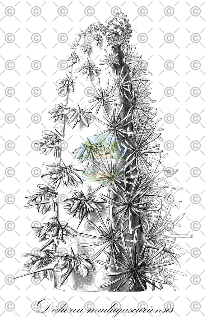 HistAbb_wfo-0000943125_3_ENZY_Simple | Historische Abbildung von Didierea madagascariensis - Didiereaceae | Historical Illustration of Didierea madagascariensis - Didiereaceae