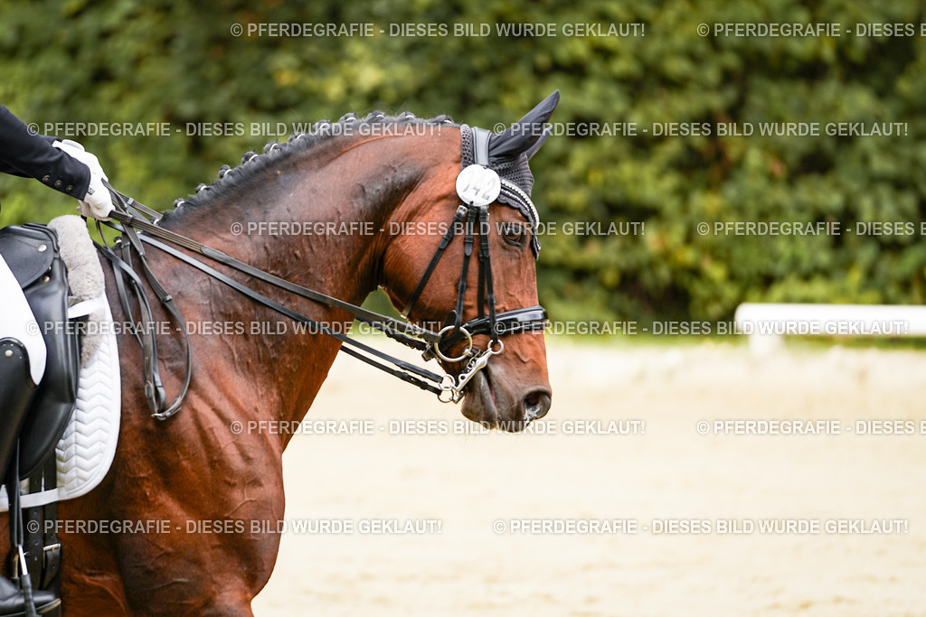 DSC01843 | Pferdegrafie