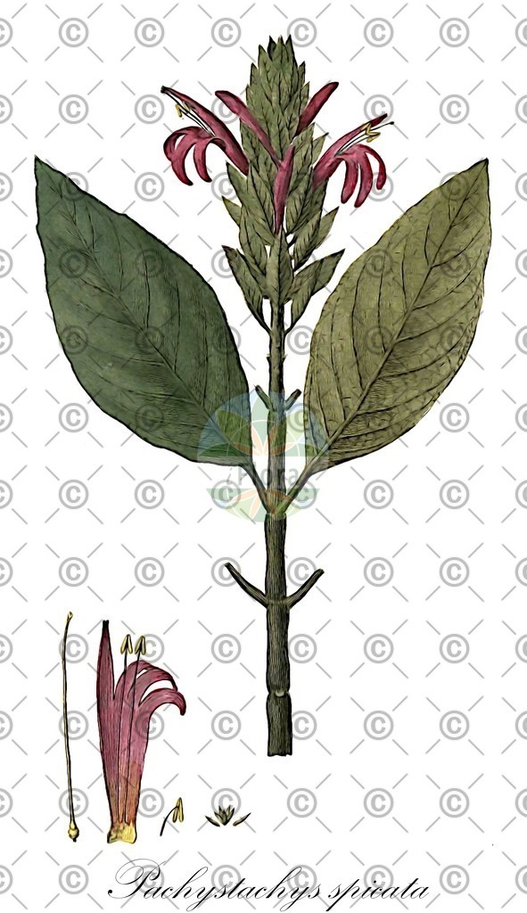 HistAbb_wfo-0000006878_1_ENZY_Simple | Historische Abbildung von Pachystachys spicata - Acanthaceae | Historical Illustration of Pachystachys spicata - Acanthaceae
