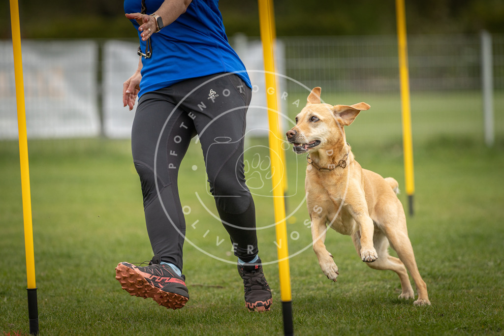 Pfotenfotografie_DV3A0071 | Hundefotografie, Tierfotograf, Pfotenfotografie, Fotoshooting Hund, Hunde Portrait, Hundesport, Hundeportraits, Heideshooting, Hunde, Sportfotograf, Hundefotograf, Turnierhundsport, THS,  - Realisiert mit Pictrs.com